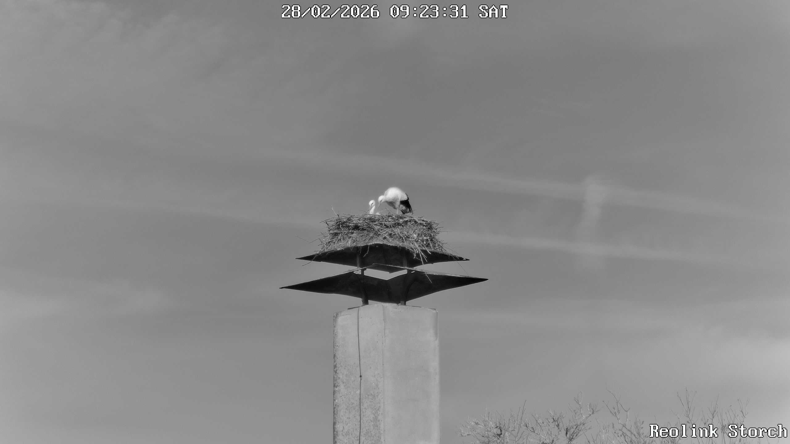 Storchencam Bild